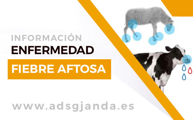 Información: Enfermedad de la Fiebre Aftosa